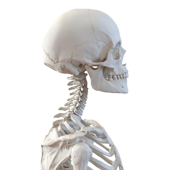 3D Human Female Skeleton