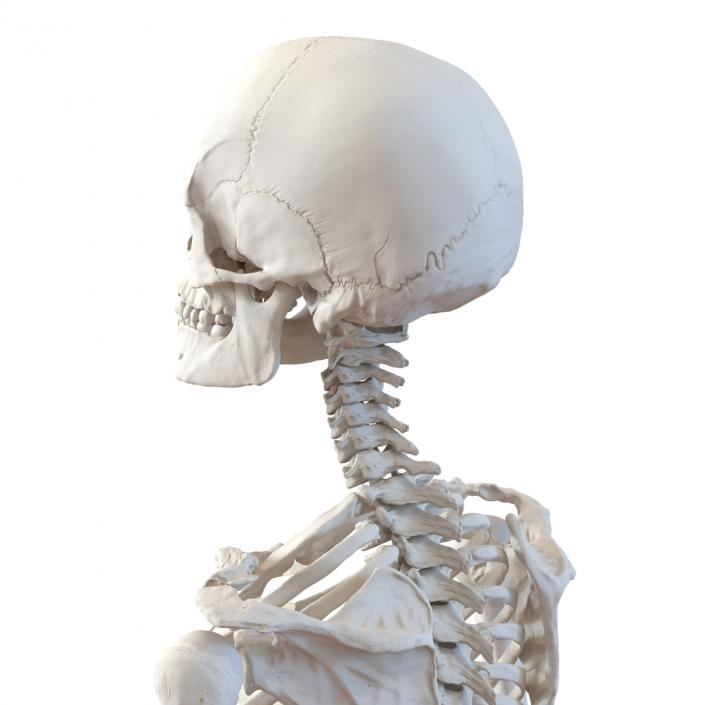 3D Human Female Skeleton