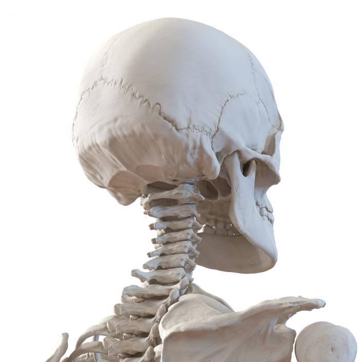 3D Human Female Skeleton