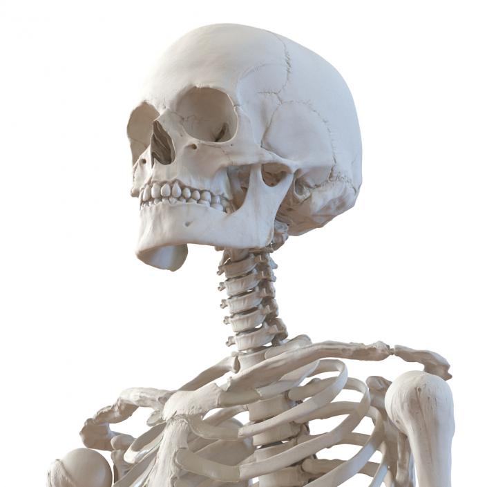 3D Human Female Skeleton