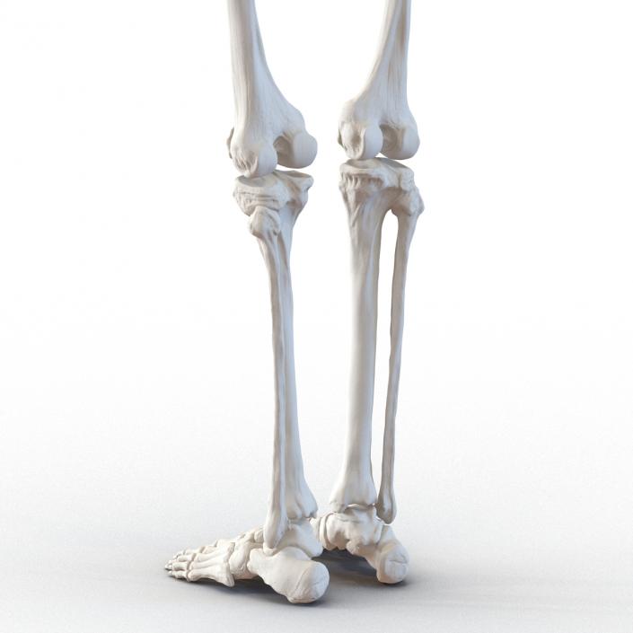 3D Human Female Skeleton