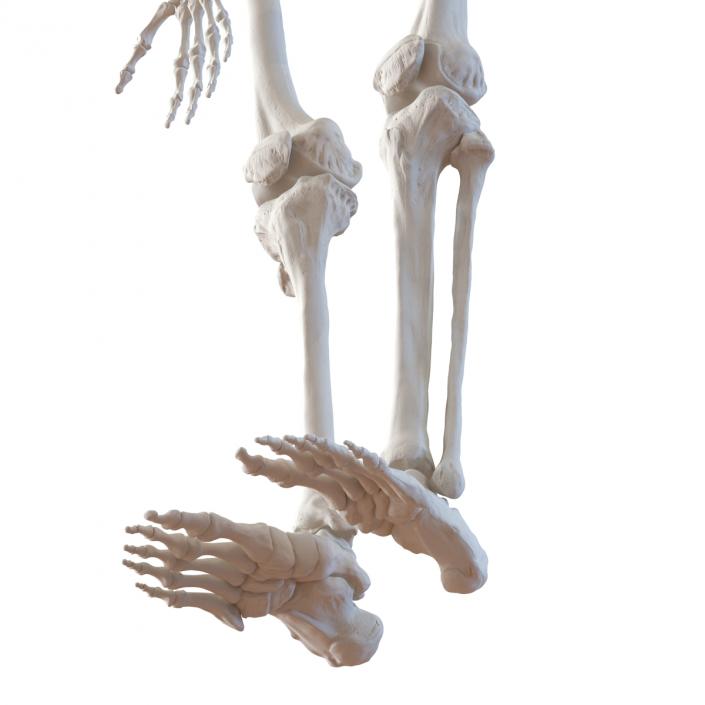 3D Human Female Skeleton