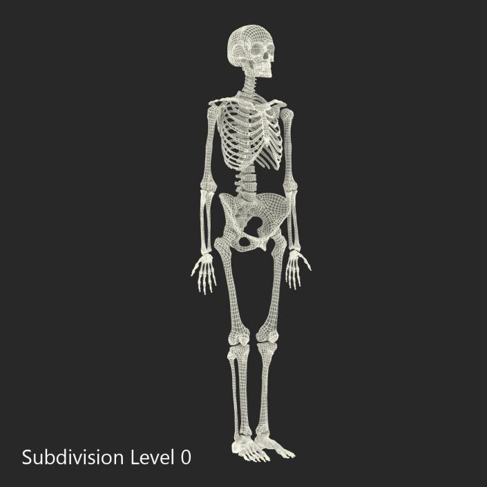 3D Human Female Skeleton