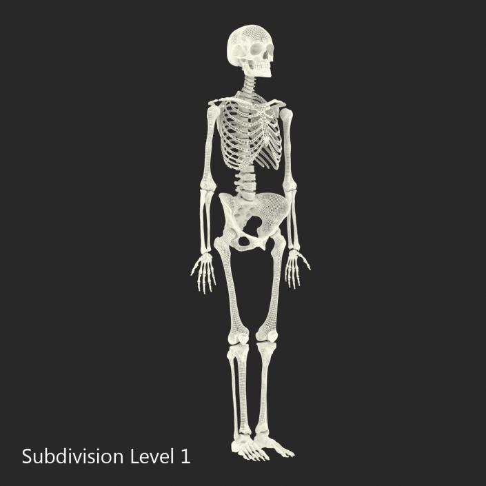 3D Human Female Skeleton