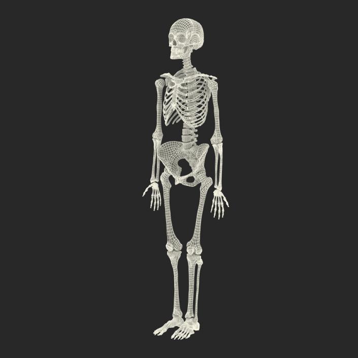 3D Human Female Skeleton