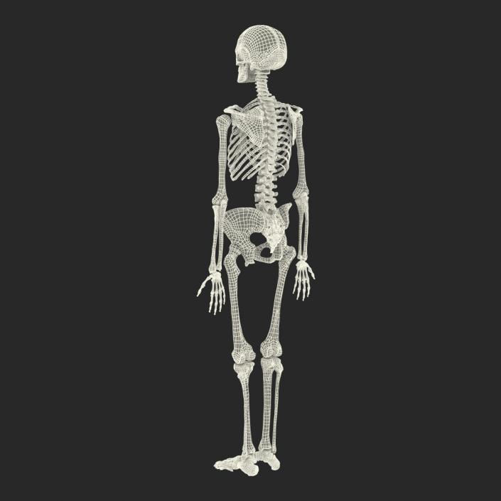 3D Human Female Skeleton