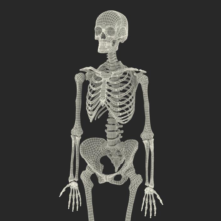 3D Human Female Skeleton