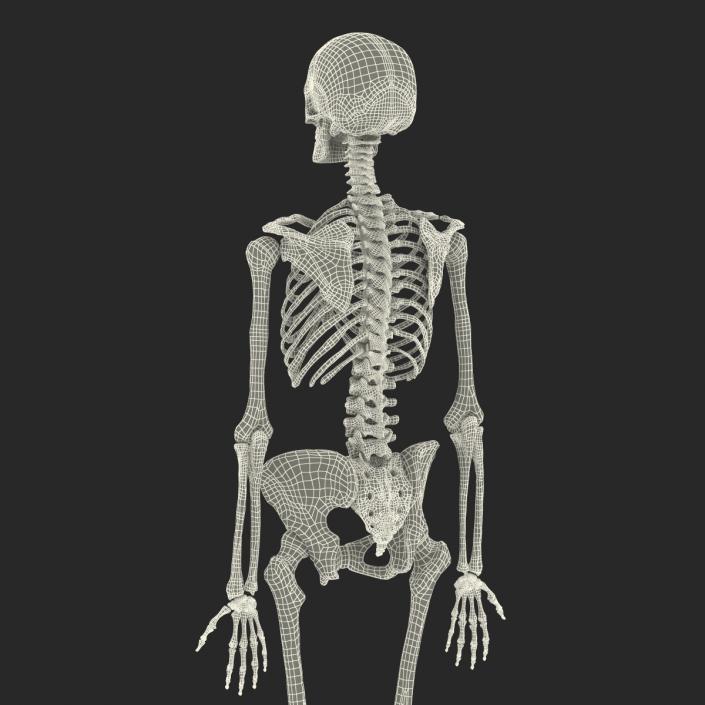 3D Human Female Skeleton