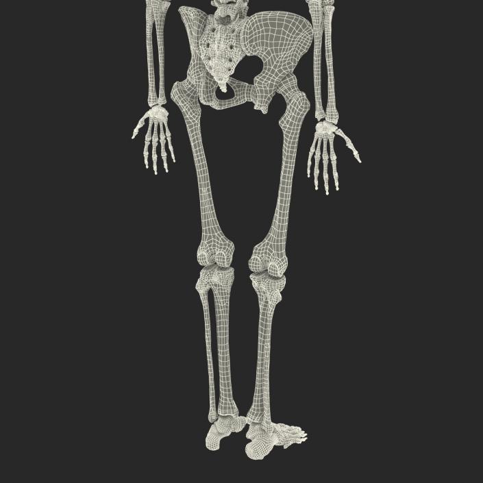 3D Human Female Skeleton