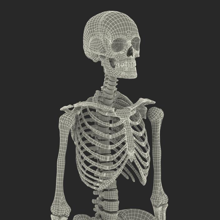 3D Human Female Skeleton