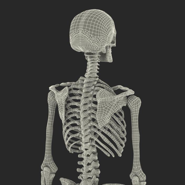 3D Human Female Skeleton