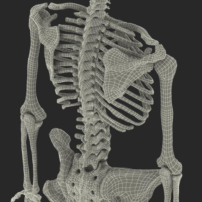 3D Human Female Skeleton