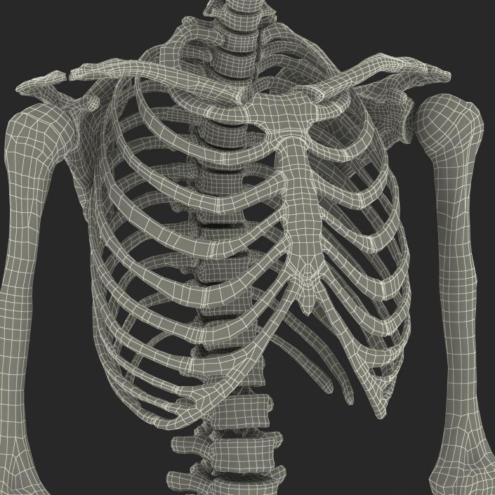 3D Human Female Skeleton