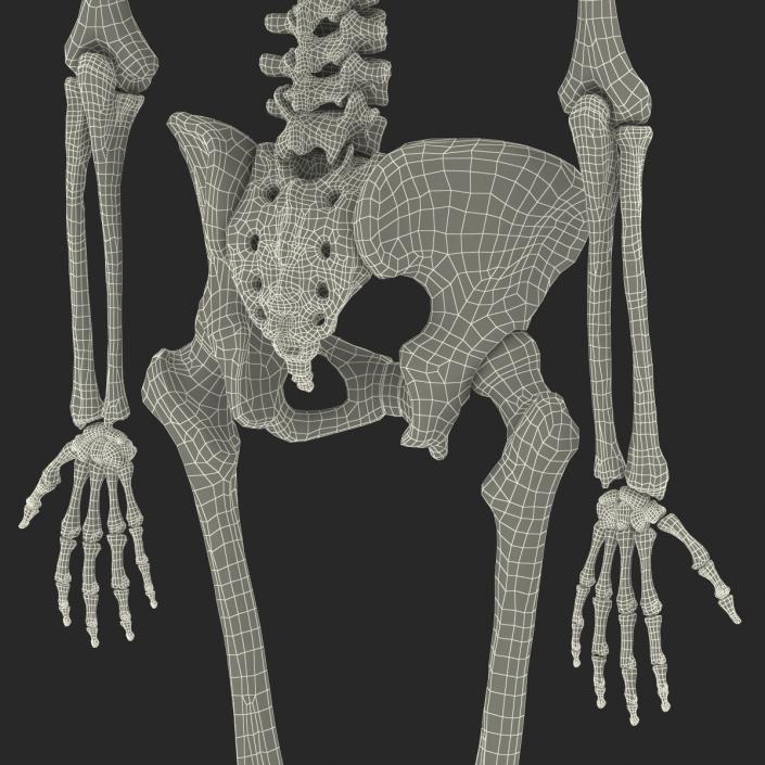 3D Human Female Skeleton