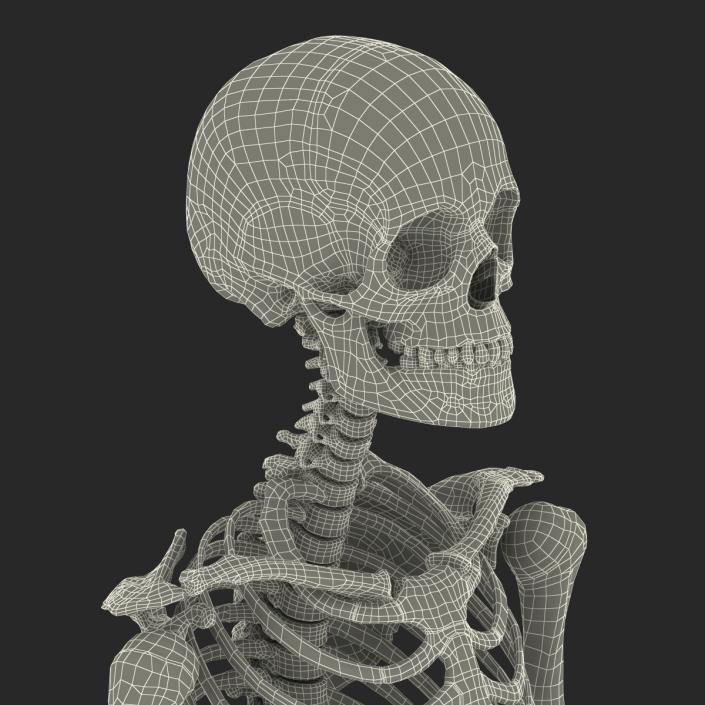 3D Human Female Skeleton