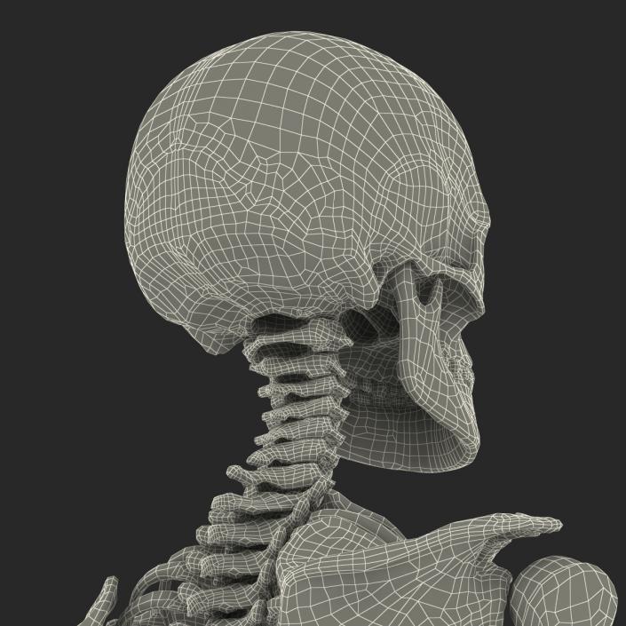 3D Human Female Skeleton