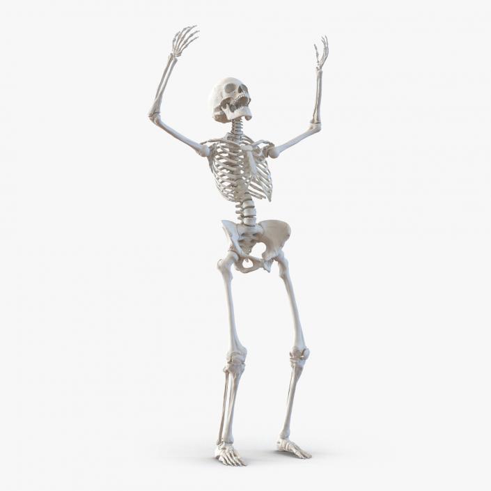 3D Human Female Skeleton Rigged model