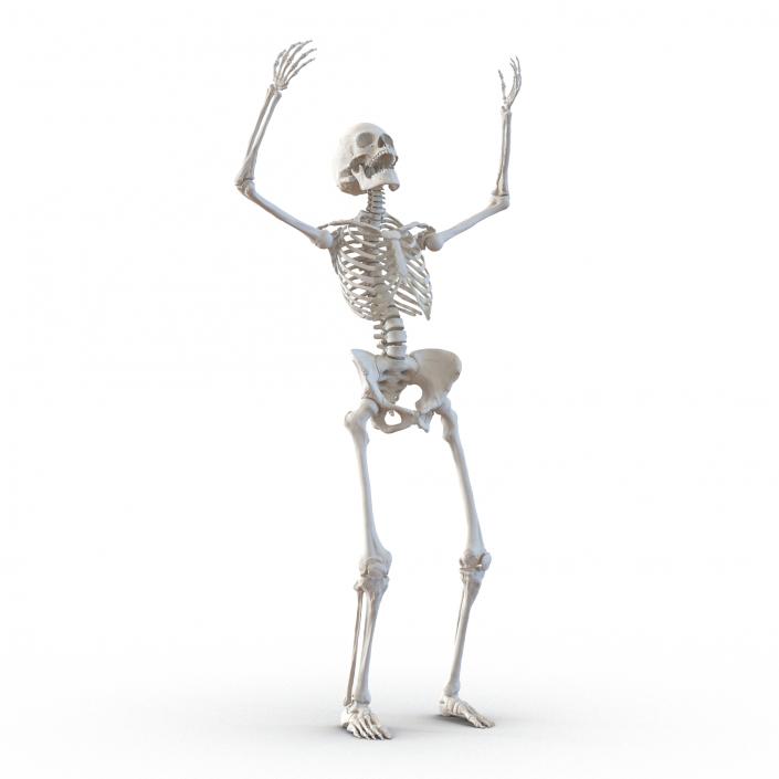 3D Human Female Skeleton Rigged model