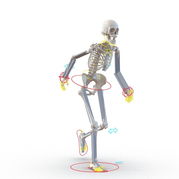 3D Human Female Skeleton Rigged model