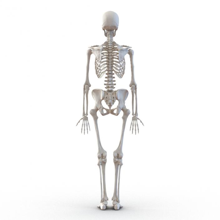 3D Human Female Skeleton Rigged model