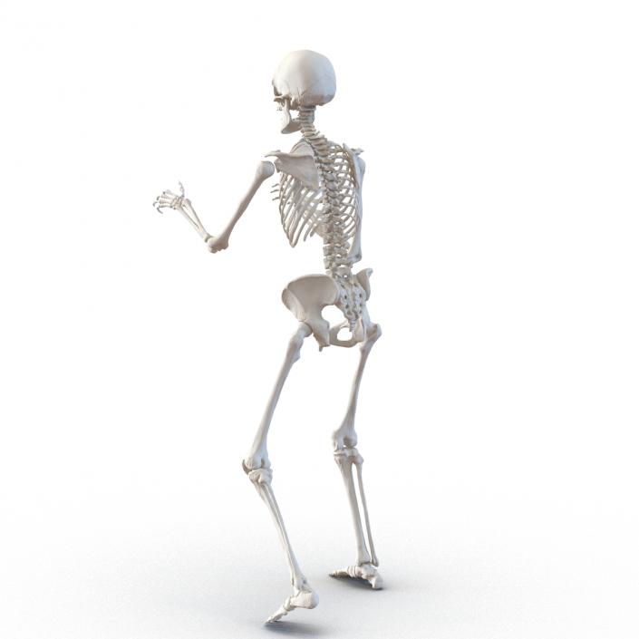 3D Human Female Skeleton Rigged model