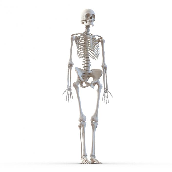 3D Human Female Skeleton Rigged model