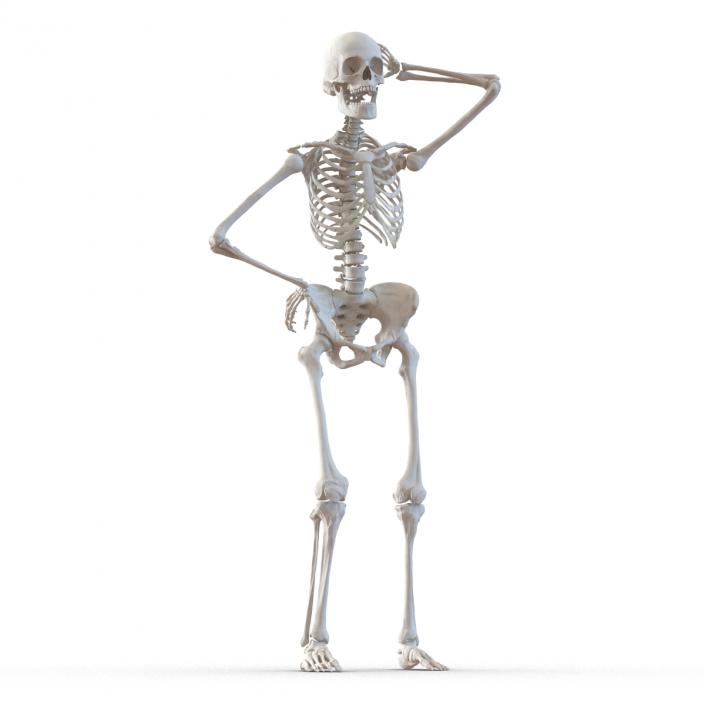 3D Human Female Skeleton Rigged model