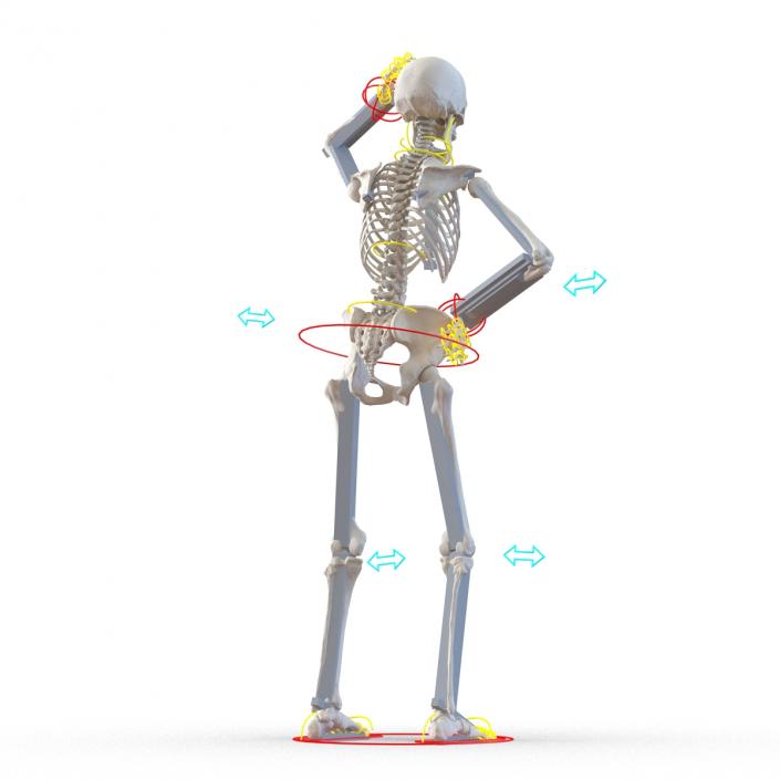 3D Human Female Skeleton Rigged model