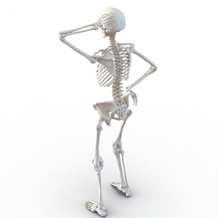 3D Human Female Skeleton Rigged model