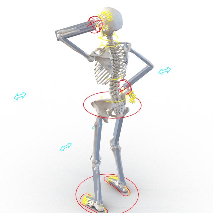 3D Human Female Skeleton Rigged model