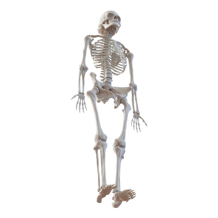 3D Human Female Skeleton Rigged model