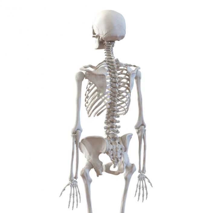 3D Human Female Skeleton Rigged model