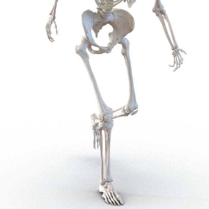 3D Human Female Skeleton Rigged model