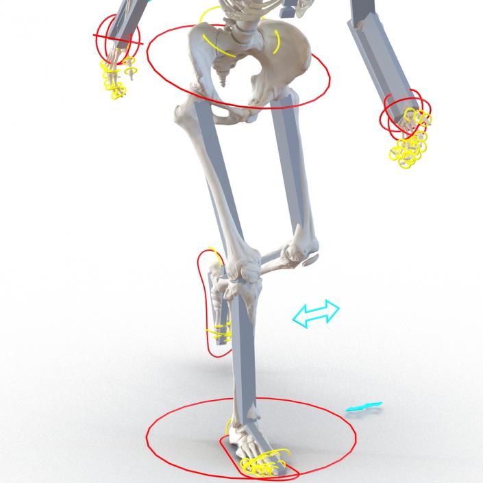 3D Human Female Skeleton Rigged model