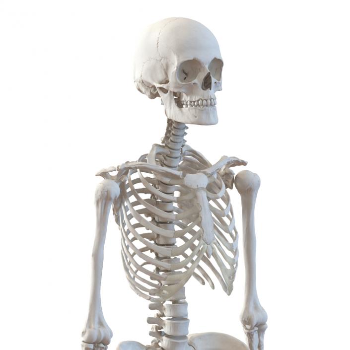 3D Human Female Skeleton Rigged model