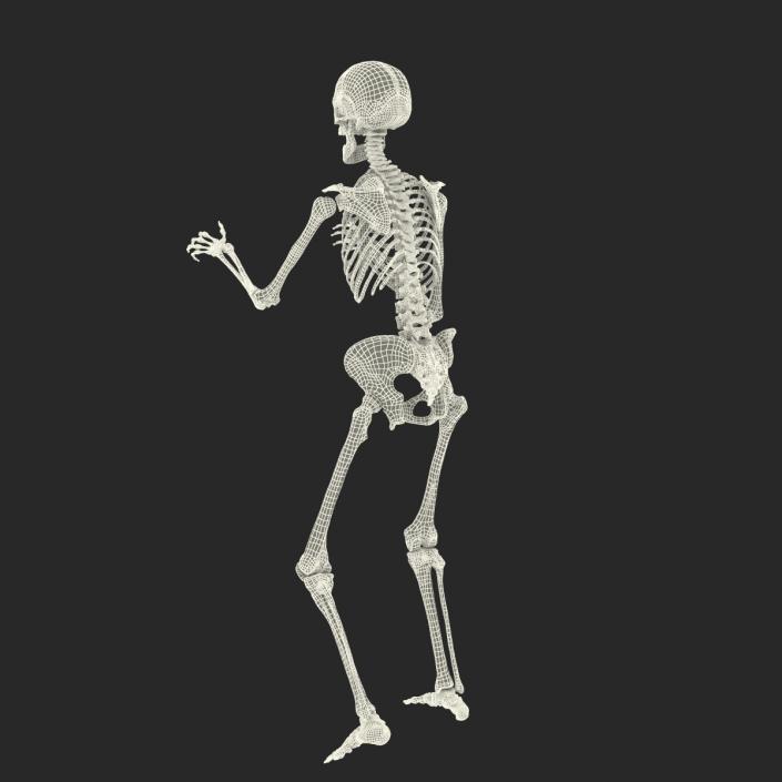 3D Human Female Skeleton Rigged model