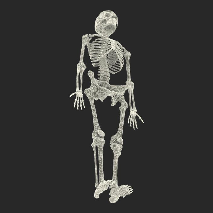 3D Human Female Skeleton Rigged model