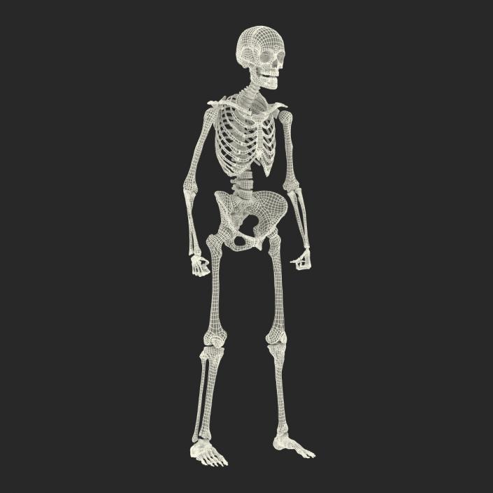 3D Human Female Skeleton Rigged model