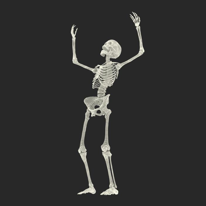 3D Human Female Skeleton Rigged model