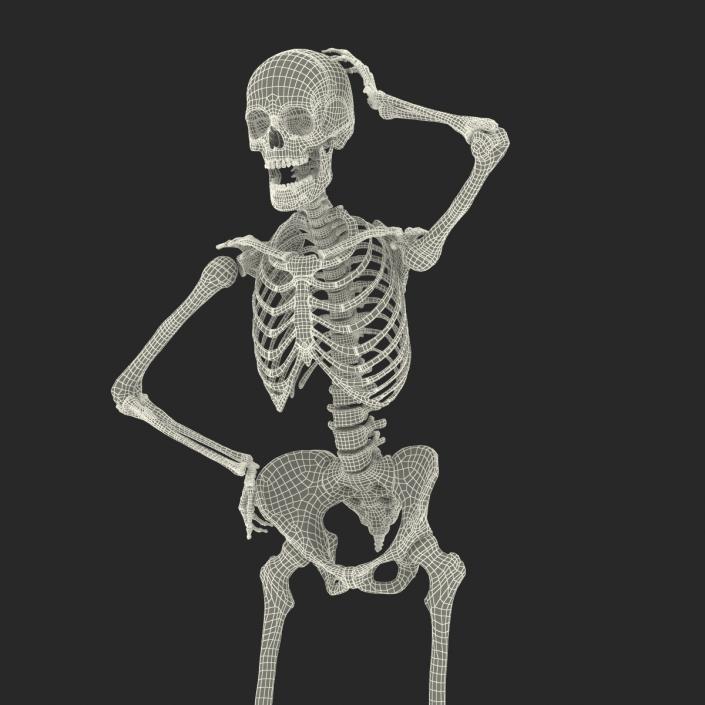 3D Human Female Skeleton Rigged model