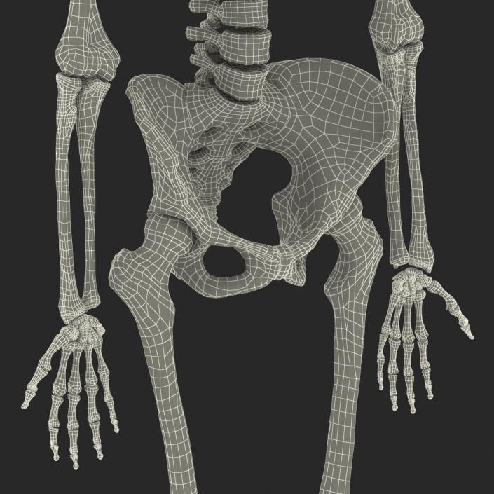 3D Human Female Skeleton Rigged model