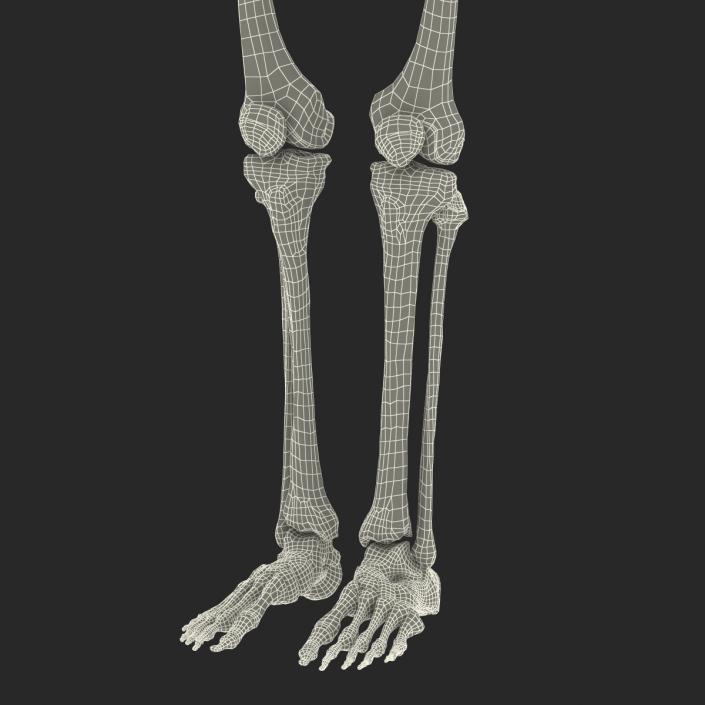 3D Human Female Skeleton Rigged model