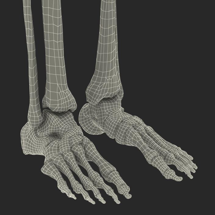 3D Human Female Skeleton Rigged model