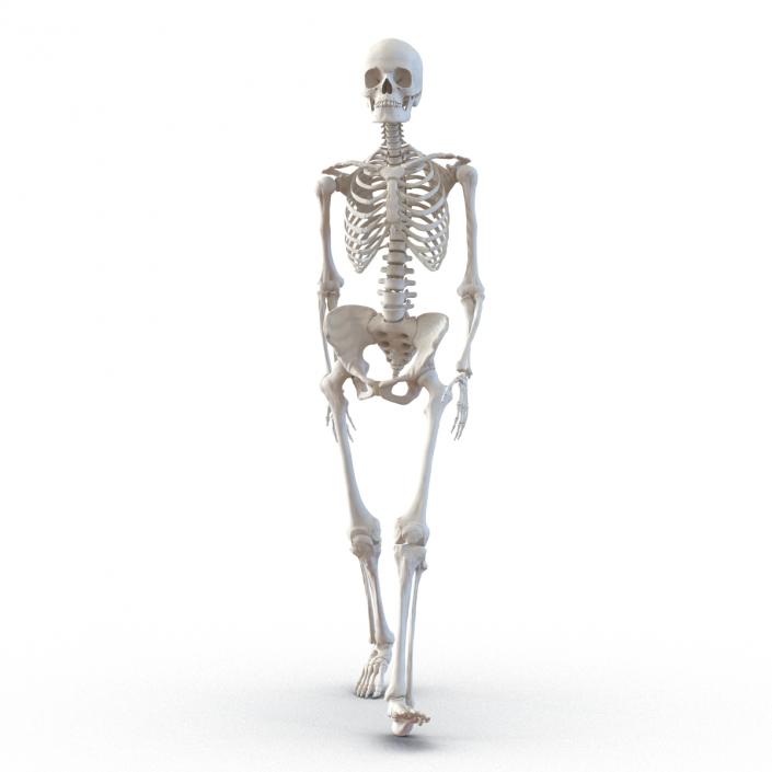 3D Human Female Skeleton Pose 3 model