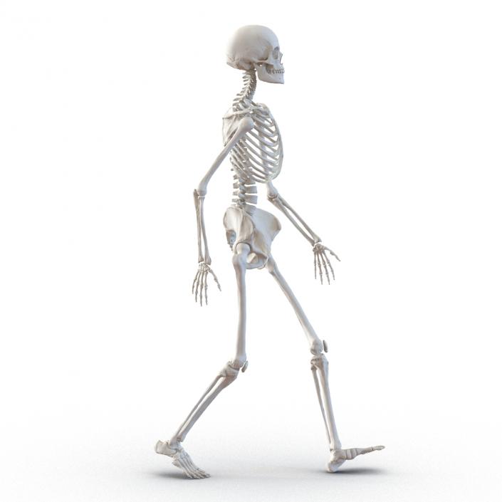 3D Human Female Skeleton Pose 3 model