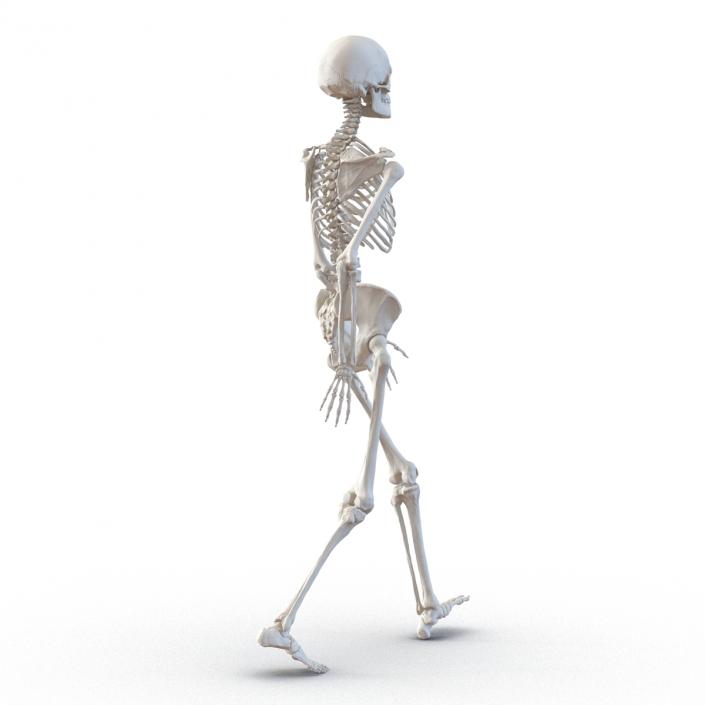 3D Human Female Skeleton Pose 3 model