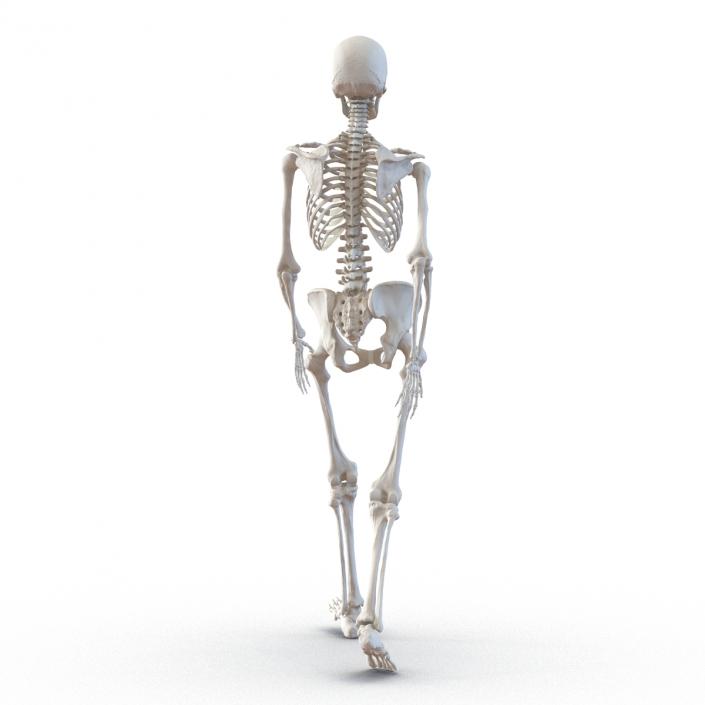 3D Human Female Skeleton Pose 3 model