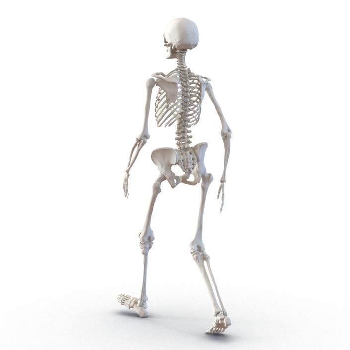 3D Human Female Skeleton Pose 3 model