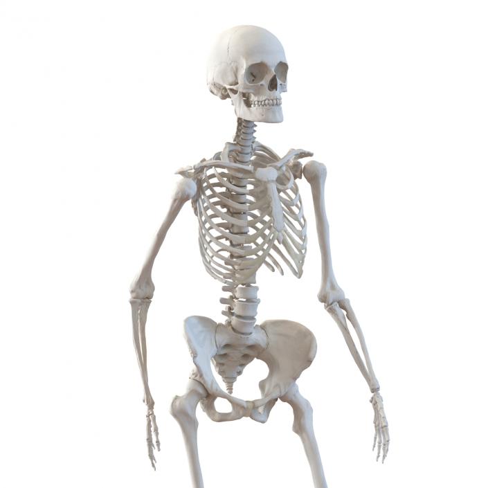 3D Human Female Skeleton Pose 3 model