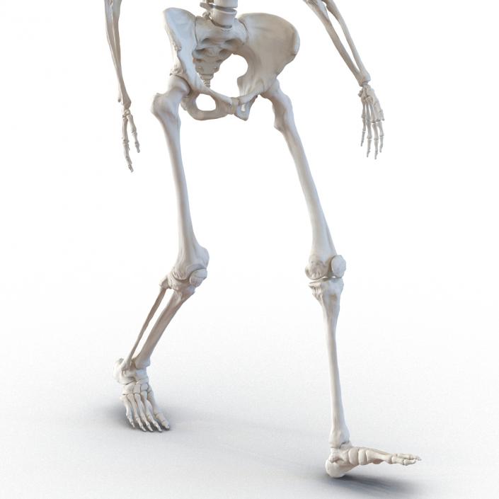 3D Human Female Skeleton Pose 3 model